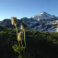 Okanogan-Wenatchee National Forest