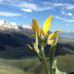 Salmon-Challis National Forest