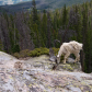 White River National Forest
