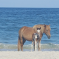Assateague Island National Seashore