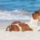 Assateague Island National Seashore