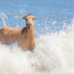 Assateague Island National Seashore