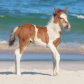 Assateague Island National Seashore