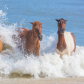 Assateague Island National Seashore
