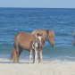 Assateague Island National Seashore