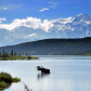 Denali National Park