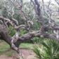 Cumberland Island National Seashore