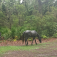 Cumberland Island National Seashore