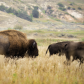 Theodore Roosevelt National Park