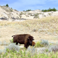 Theodore Roosevelt National Park