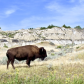 Theodore Roosevelt National Park