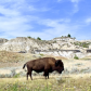 Theodore Roosevelt National Park