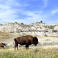 Theodore Roosevelt National Park