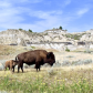 Theodore Roosevelt National Park