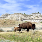 Theodore Roosevelt National Park