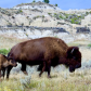 Theodore Roosevelt National Park