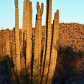 Organ Pipe Cactus National Monument