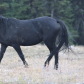 Pryor Mountain Wild Horse Range