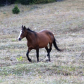 Pryor Mountain Wild Horse Range