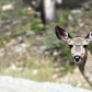 Custer Gallatin National Forest