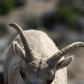 Bighorn Canyon National Recreational Area