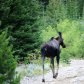Custer-Gallatin National Forest