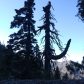 San Bernardino National Forest