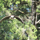 Tongass National Forest