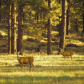 Dixie National Forest