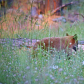 Yosemite National Park