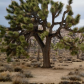 Joshua Tree National Park