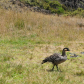 HaleakalÄ National Park