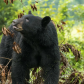 Great Smoky Mountain National Park