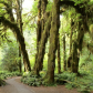 Olympic National Park