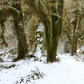 Olympic National Park