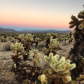 Joshua Tree National Park