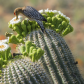Saguaro National Park