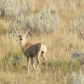 Lamesteer National Wildlife Refuge