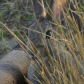 Lamesteer National Wildlife Refuge