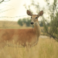 Lamesteer National Wildlife Refuge