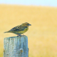 Lamesteer National Wildlife Refuge