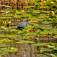 Everglades National Park