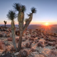 Joshua Tree National Park