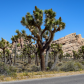 Joshua Tree National Park