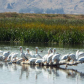Tule Lake National Wildlife Refuge