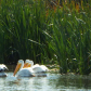 Tule Lake National Wildlife Refuge
