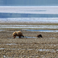 Lake Clark National Park and Preserve