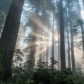 Redwood National Park