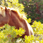 Assateague Island National Seashore