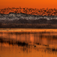 Bosque del Apache Wildlife Refuge